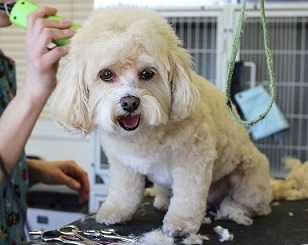 Small white dog sits patiently while getting groomed