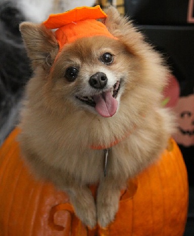 Pomeranian dog dressed in a Halloween costume