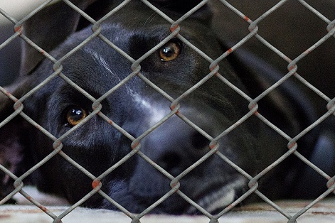 Sad-looking dog in a shelter cage