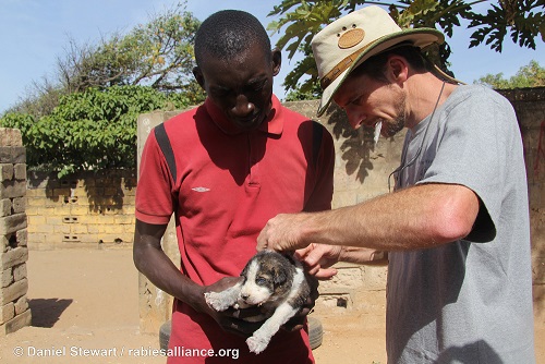 GARC's Daniel Stewart administers a rabies vaccination to a puppy in South Africa.