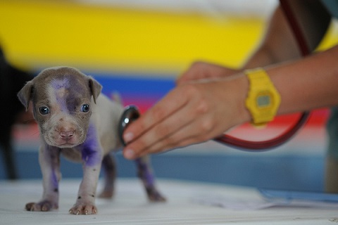 A veterinarian listens to a wee puppy's heart.