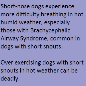 Short-nose dogs experience more difficulty breathing in hot humid weather, especially those with Brachycephalic Airway Syndrome, common in dogs with short snouts. Over exercising dogs with short snouts in hot weather can be deadly. 