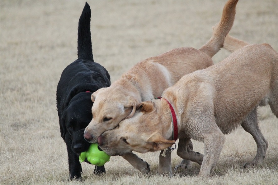 Three dogs playing with one toy